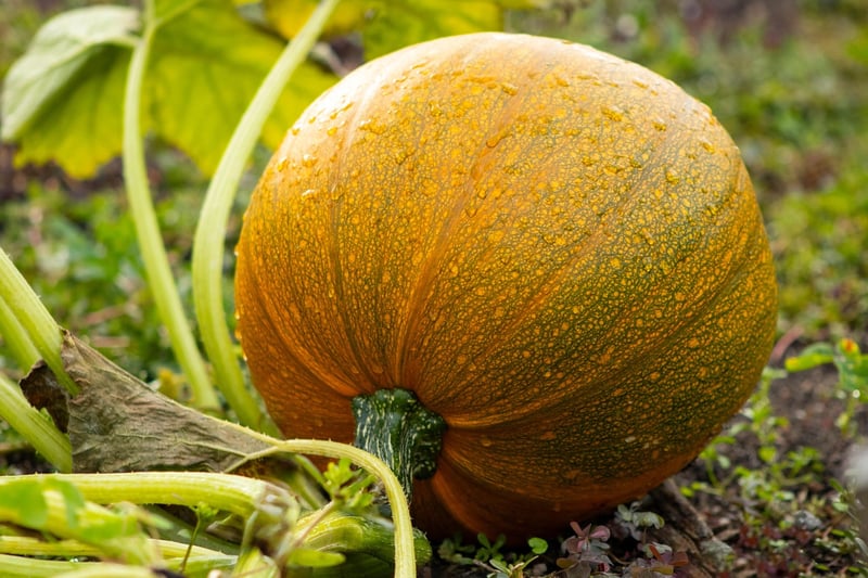 Fall Vegetables