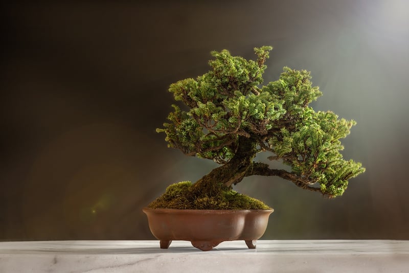 Green plants in pots on soil