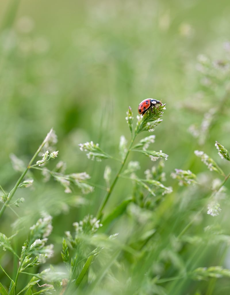 Ladybug